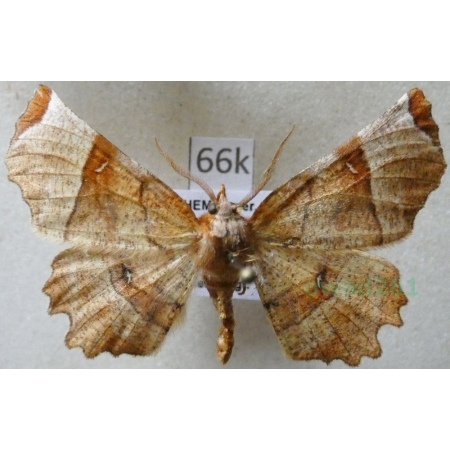 Selenia lunularia (Hübner, 1788) male Skrzytek księżyczak Czech66k